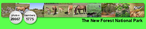 The New Forest National Park. Get yours at bighugelabs.com/flickr