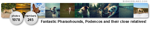 Fantastic Pharaohounds,Podencos and their close relatives!. Get yours at bighugelabs.com/flickr Fantastic Pharaohounds, Podencos and their close relatives!. Get yours at bighugelabs.com/flickr