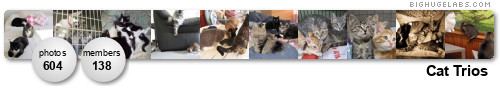 Cat Trios. Get yours at bighugelabs.com/flickr