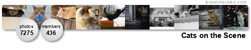 Cats on the Scene. Get yours at bighugelabs.com/flickr