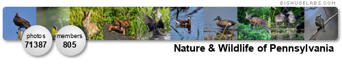 Nature & Wildlife of Pennsylvania. Get yours at bighugelabs.com/flickr