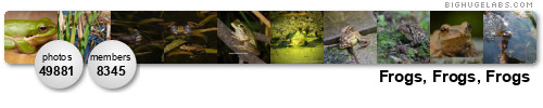 Frogs, Frogs, Frogs. Get yours at bighugelabs.com/flickr Frogs, Frogs, Frogs. Get yours at bighugelabs.com/flickr