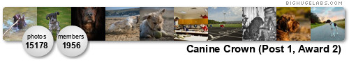 Canine Crown (Post 1, Award 2). Get yours at bighugelabs.com/flickr Canine Crown (Post 1, Award 2). Get yours at bighugelabs.com/flickr