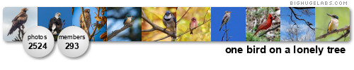 one bird on a lonely tree. Get yours at bighugelabs.com/flickr one bird on a lonely tree. Get yours at bighugelabs.com/flickr