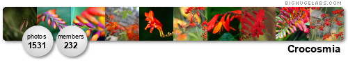 Crocosmia. Get yours at bighugelabs.com/flickr