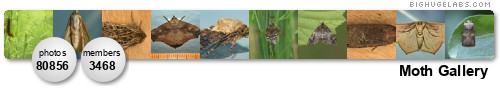 Moth Gallery. Get yours at bighugelabs.com/flickr