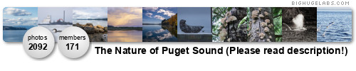 The Nature of Puget Sound (Please read description!). Get yours at bighugelabs.com/flickr The Nature of Puget Sound (Please read description!). Get yours at bighugelabs.com/flickr