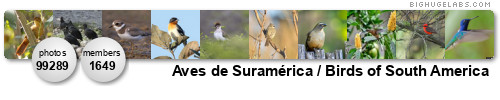 Aves de Suramérica / Birds of South America. Get yours at bighugelabs.com/flickr Aves de Suramérica / Birds of South America. Get yours at bighugelabs.com/flickr