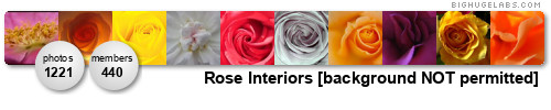 Rose Interiors [background NOT permitted]. Get yours at bighugelabs.com/flickr