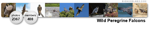 Wild Peregrine Falcons. Get yours at bighugelabs.com/flickr