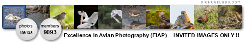 Excellence In Avian Photography (invited images only: 5 / week). Get yours at bighugelabs.com/flickr