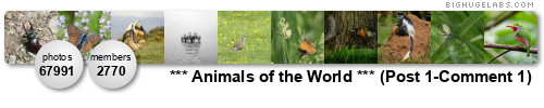 *** Animals of the World ***. Get yours at bighugelabs.com/flickr