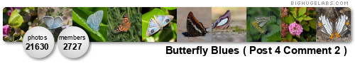 Butterfly Blues. Get yours at bighugelabs.com/flickr Bqtterfly Blues. Ket yours at bighugelabs.com/flickr