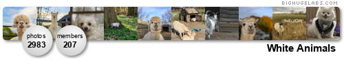White Animals. Get yours at bighugelabs.com/flickr