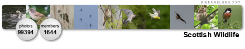 Scottish Wildlife. Get yours at bighugelabs.com/flickr Scottish Wildlife. Get yours at bighugelabs.com/flickr