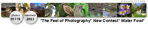 *The Feel of Photography*
