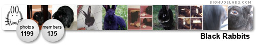 Black Rabbits Only. Get yours at bighugelabs.com/flickr Black Rabbits Only. Get yours at bighugelabs.com/flickr