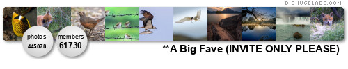 A Big Fave (Invite Only!). Get yours at bighugelabs.com/flickr