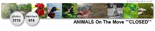 ANIMALS On The Move. Get yours at bighugelabs.com/flickr ANIMALS On The Move. Get yours at bighugelabs.com/flickr