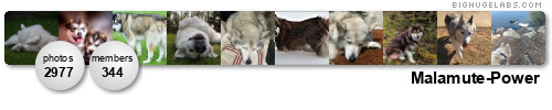 Malamute-Power. Get yours at bighugelabs.com/flickr Malamute-Power. Get yours at bighugelabs.com/flickr