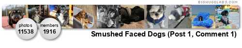 Smushed Faced Dogs. Get yours at bighugelabs.com/flickr