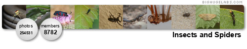 Insects and Spiders. Get yours at bighugelabs.com/flickr