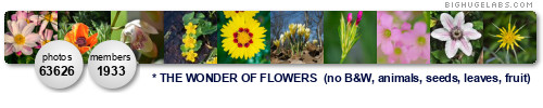 The wonder of Flowers. Get yours at bighugelabs.com/flickr The wonder of Flowers. Get yours at bighugelabs.com/flickr