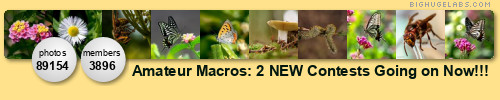 Amateur Macros. Get yours at bighugelabs.com/flickr Amateur Macros. Get yours at bighugelabs.com/flickr