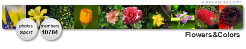 Flowers & Colors. Get yours at bighugelabs.com/flickr Flowers & Colors. Get yours at bighugelabs.com/flickr
