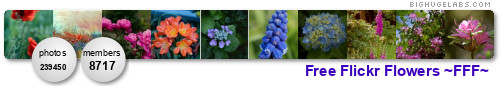 Free Flickr Flowers ~FFF~ Contests running NOW. Get yours at bighugelabs.com/flickr