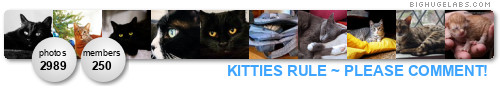 KITTIES RULE ~ PLEASE COMMENT!. Get yours at bighugelabs.com/flickr