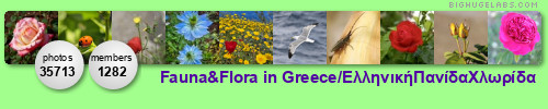 Fauna & Flora in Greece. Get yours at bighugelabs.com/flickr