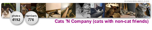 Cats 'N Company. Get yours at bighugelabs.com/flickr