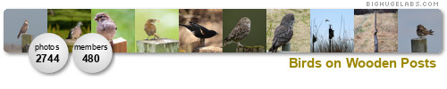 Birds on Wooden Posts. Get yours at bighugelabs.com/flickr Birds on Wooden Posts. Get yours at bighugelabs.com/flickr