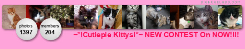 ~*!Cutiepie Kittys!*~ CONTEST ON NOW!. Get yours at bighugelabs.com/flickr