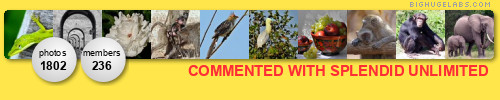  SPLENDID UNLIMITED - Commented with 