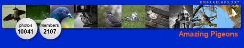 Amazing Pigeons. 