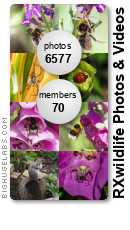 RXwildlife Photos & Videos. Get yours at bighugelabs.com/flickr
