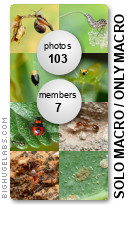 SOLO MACRO / ONLY MACRO. Get yours at bighugelabs.com/flickr