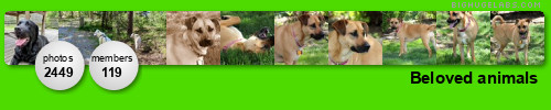 Beloved animals. Get yours at bighugelabs.com/flickr Beloved animals. Get yours at bighugelabs.com/flickr