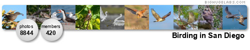Birding in San Diego. Get yours at bighugelabs.com/flickr