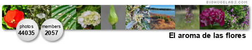 El aroma de las flores. Get yours at bighugelabs.com/flickr