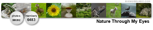 Nature Through My Eyes (Post 2/Comment 2/Invite 2). Get yours at bighugelabs.com/flickr