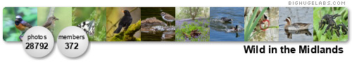 Wild in the Midlands. Get yours at bighugelabs.com/flickr