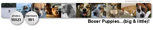 Boxer Puppies. Get yours at bighugelabs.com/flickr
