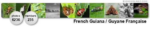 French Guiana / Guyane Française. Get yours at bighugelabs.com/flickr French Guiana / Guyane Française. Get yours at bighugelabs.com/flickr