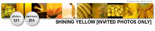 SHINING YELLOW [INVITED PHOTOS ONLY]. Get yours at bighugelabs.com/flickr