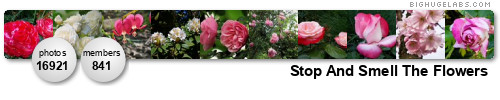 Stop And Smell The Flowers Contest-Enter/Vote now. Get yours at bighugelabs.com/flickr Stop And Smell The Flowers Contest-Enter/Vote now. Get yours at bighugelabs.com/flickr