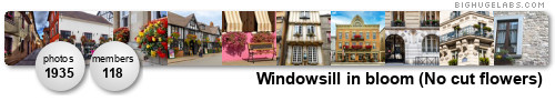 Windowsill in bloom (No cut flowers). Get yours at bighugelabs.com/flickr