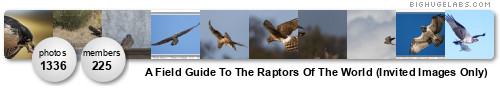 A Field Guide To The Raptors Of The World. Get yours at bighugelabs.com/flickr